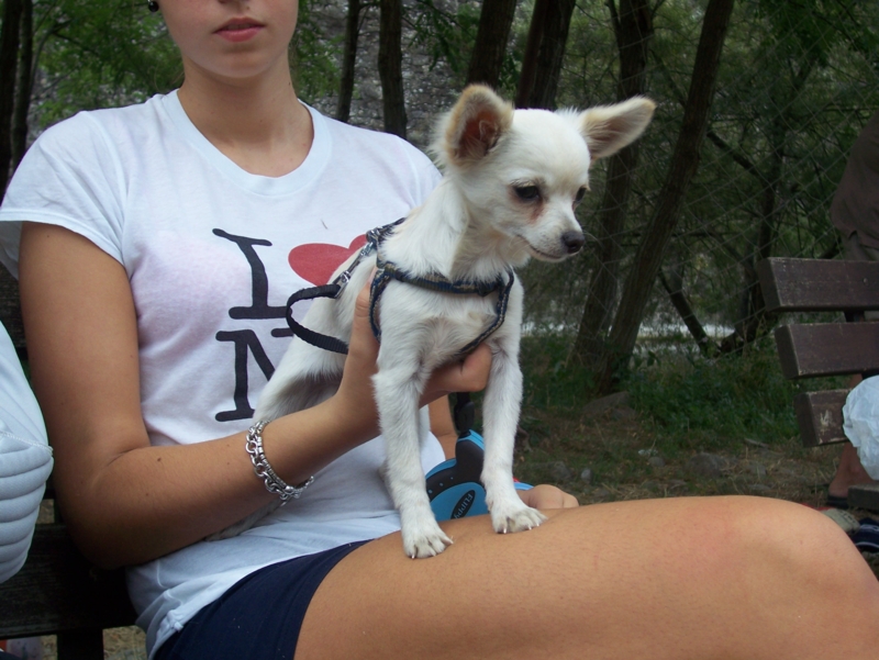  Image name: Calcio21.jpg 
 width: 800 pixel 
 height: 601 pixel 
 Size: 351824 bytes 
 Click to enlarge 